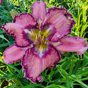 Spacecoast Bungle in the Jungle Daylily